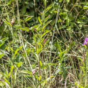 Photographie n°316779 du taxon Centaurea jacea subsp. jacea 