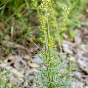 Photographie n°316801 du taxon Reseda lutea L.