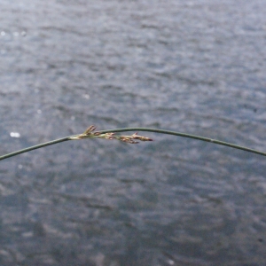 Photographie n°316820 du taxon Juncus inflexus L. [1753]