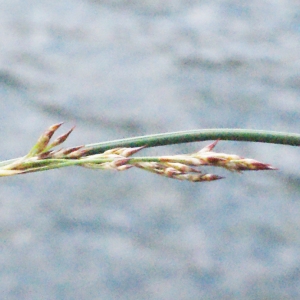 Photographie n°316821 du taxon Juncus inflexus L. [1753]