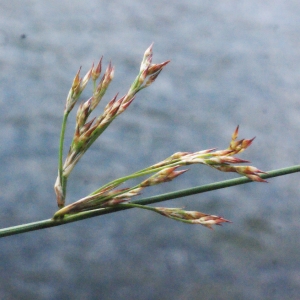 Photographie n°316824 du taxon Juncus inflexus L. [1753]