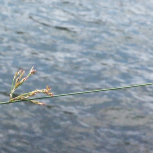 Photographie n°316826 du taxon Juncus inflexus L. [1753]