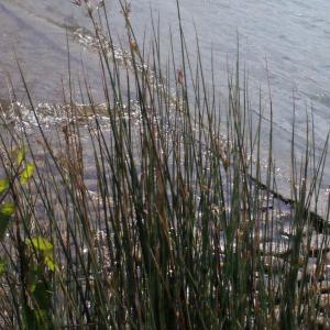 Photographie n°316827 du taxon Juncus inflexus L. [1753]