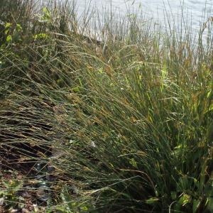 Photographie n°316828 du taxon Juncus inflexus L. [1753]