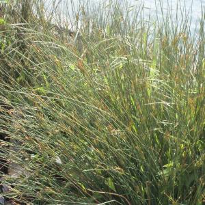 Photographie n°316829 du taxon Juncus inflexus L. [1753]