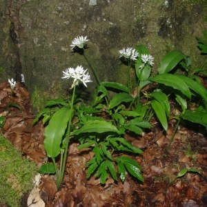 Photographie n°316846 du taxon Allium ursinum L. [1753]