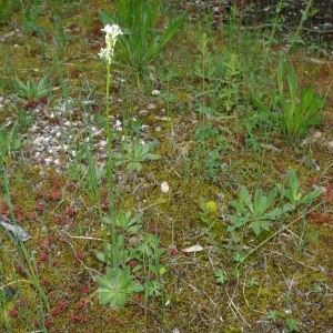 Photographie n°316857 du taxon Arabis hirsuta (L.) Scop. [1772]