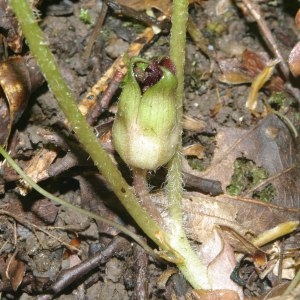 Photographie n°316861 du taxon Asarum europaeum L.