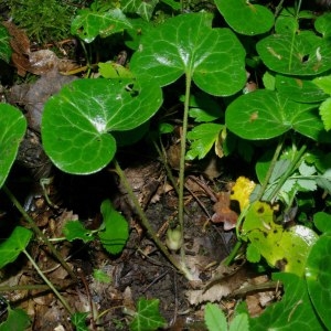 Photographie n°316862 du taxon Asarum europaeum L.