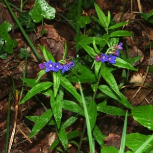 Photographie n°316864 du taxon Buglossoides purpurocaerulea (L.) I.M.Johnst. [1954]