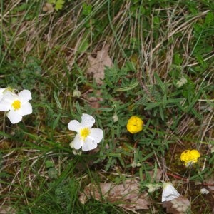 Photographie n°316870 du taxon Helianthemum apenninum (L.) Mill. [1768]