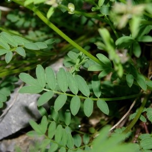 Photographie n°316876 du taxon Hippocrepis comosa L. [1753]