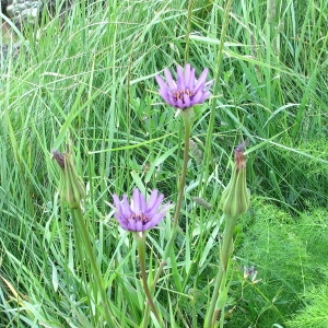  - Tragopogon porrifolius L. [1753]