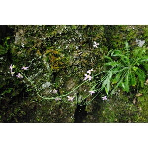 Arabidopsis arenosa subsp. borbasii (Zapal.) O'Kane & Al-Shehbaz (Arabette de Borbás)