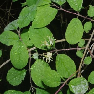 Photographie n°316899 du taxon Lonicera xylosteum L. [1753]