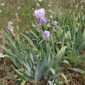 Photographie n°316922 du taxon Iris germanica L.