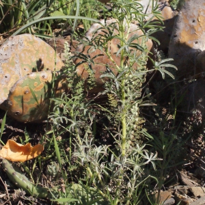 Photographie n°316938 du taxon Lupinus angustifolius L.