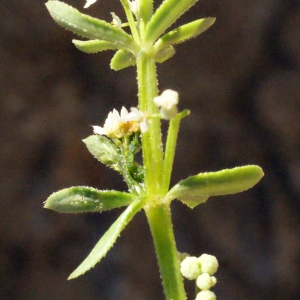 Photographie n°316944 du taxon Galium verrucosum Huds. [1767]