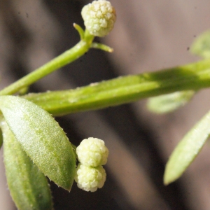 Photographie n°316952 du taxon Galium verrucosum Huds. [1767]