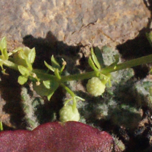 Photographie n°316954 du taxon Galium verrucosum Huds. [1767]