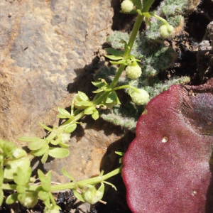 Photographie n°316955 du taxon Galium verrucosum Huds. [1767]