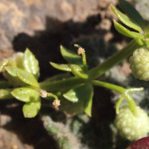 Photographie n°316956 du taxon Galium verrucosum Huds. [1767]