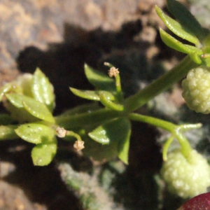Photographie n°316957 du taxon Galium verrucosum Huds. [1767]