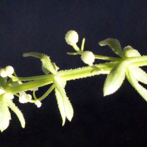 Photographie n°316958 du taxon Galium verrucosum Huds. [1767]