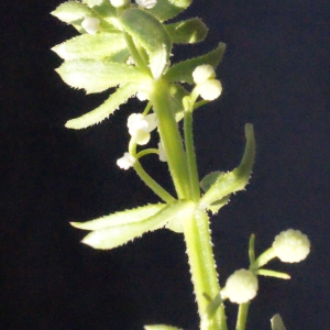 Photographie n°316959 du taxon Galium verrucosum Huds. [1767]