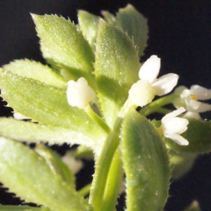 Photographie n°316963 du taxon Galium verrucosum Huds. [1767]