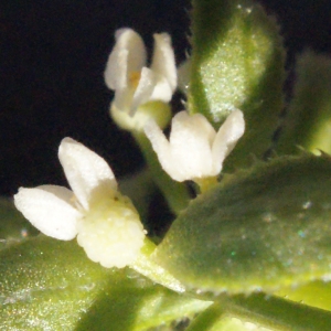 Photographie n°316964 du taxon Galium verrucosum Huds. [1767]