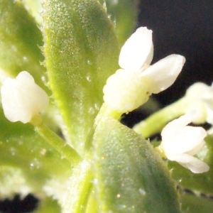 Aparine verrucosa Moench (Gaillet à verrues)