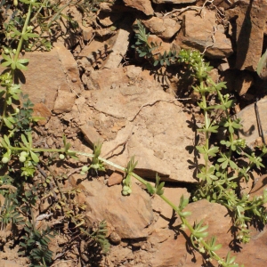 Photographie n°316966 du taxon Galium verrucosum Huds. [1767]