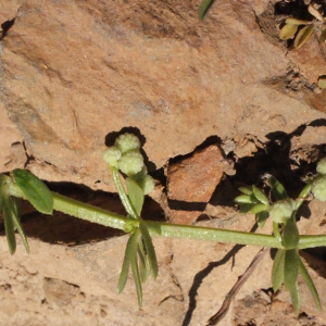 Photographie n°316967 du taxon Galium verrucosum Huds. [1767]