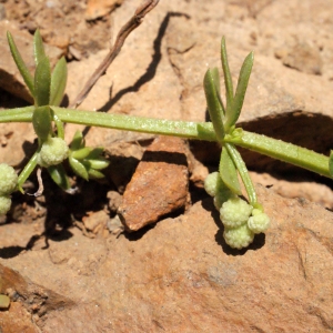 Photographie n°316969 du taxon Galium verrucosum Huds. [1767]