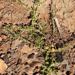 Photographie n°316972 du taxon Galium verrucosum Huds. [1767]