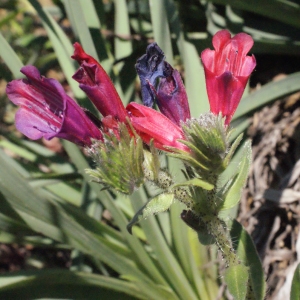 Photographie n°316986 du taxon Echium creticum L. [1753]