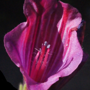 Photographie n°316992 du taxon Echium creticum L. [1753]