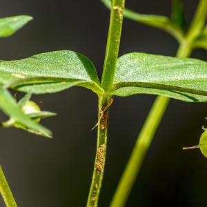 Photographie n°317008 du taxon Lysimachia arvensis (L.) U.Manns & Anderb.