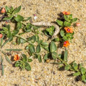 Photographie n°317027 du taxon Lysimachia arvensis subsp. arvensis