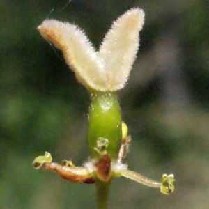 Celtis australis L. (Micocoulier de Provence)
