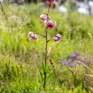 Photographie n°317054 du taxon Lilium martagon L.