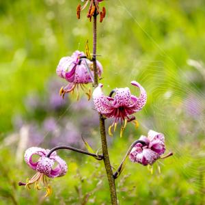 Photographie n°317055 du taxon Lilium martagon L.