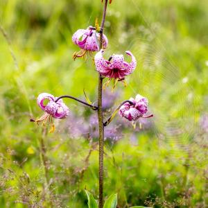 Photographie n°317057 du taxon Lilium martagon L.