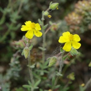 Photographie n°317058 du taxon Fumana thymifolia (L.) Spach ex Webb [1838]