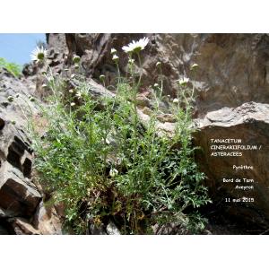 Tanacetum cinerariifolium (Trevir.) Sch.Bip. (Pyrèthre de Dalmatie)