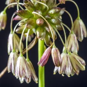 Photographie n°317084 du taxon Allium oleraceum L.