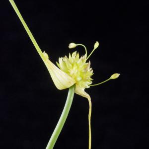 Photographie n°317087 du taxon Allium oleraceum L.