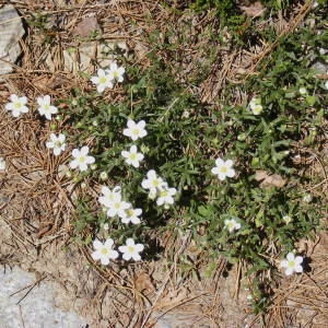 Photographie n°317091 du taxon Arenaria montana L. [1755]