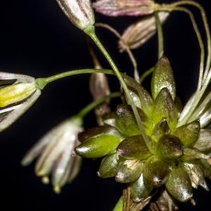 Photographie n°317095 du taxon Allium oleraceum L.
